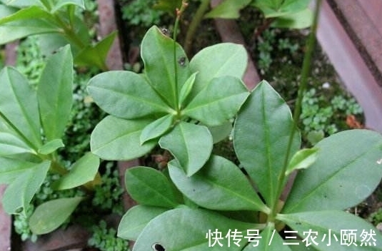 栌兰|农村被称为“土人参”的野草,曾当野菜来食用,殊不知还能入药