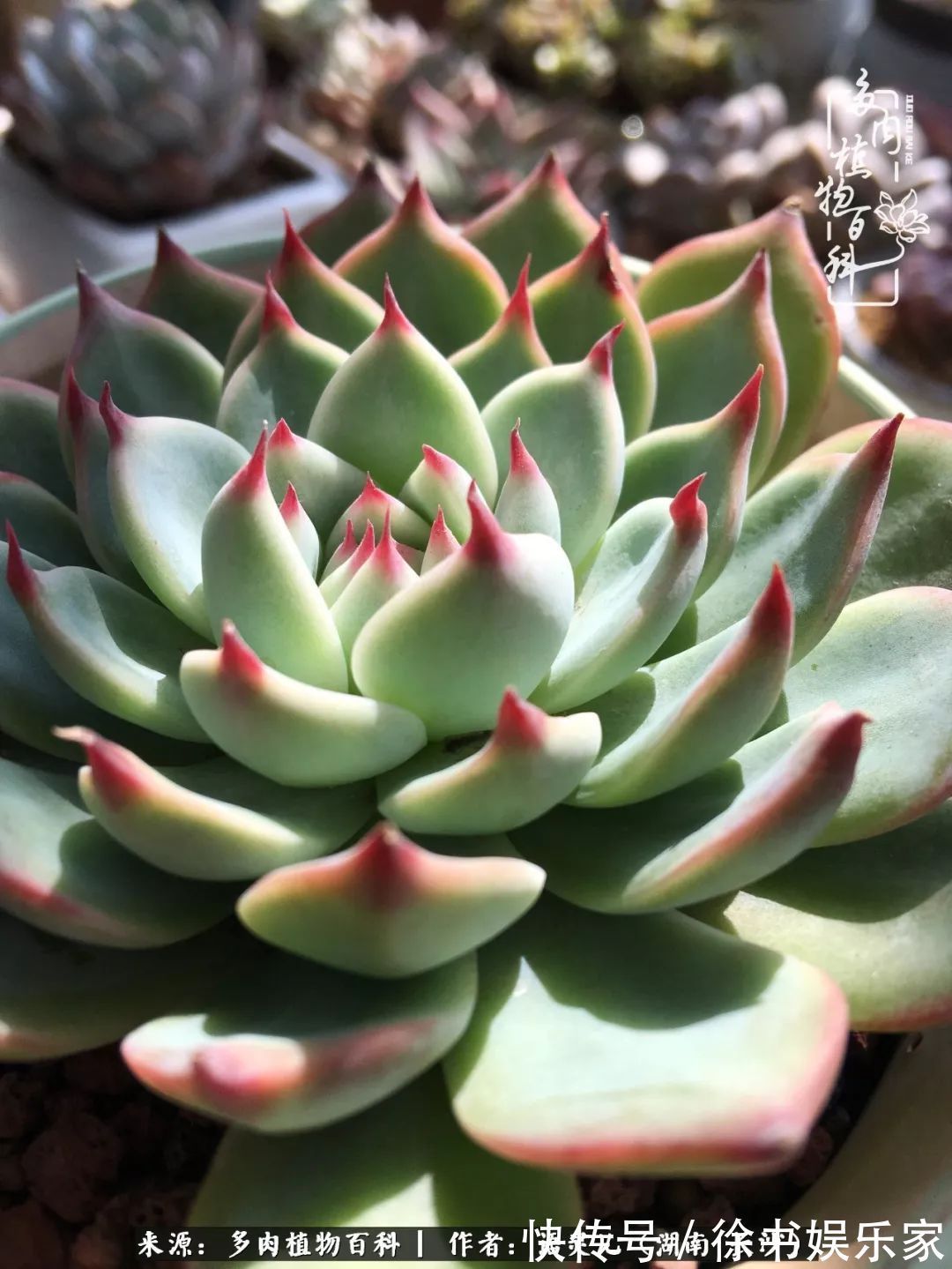 邂逅多肉，爱折腾的阳台党，总能收获简单纯粹的快乐！