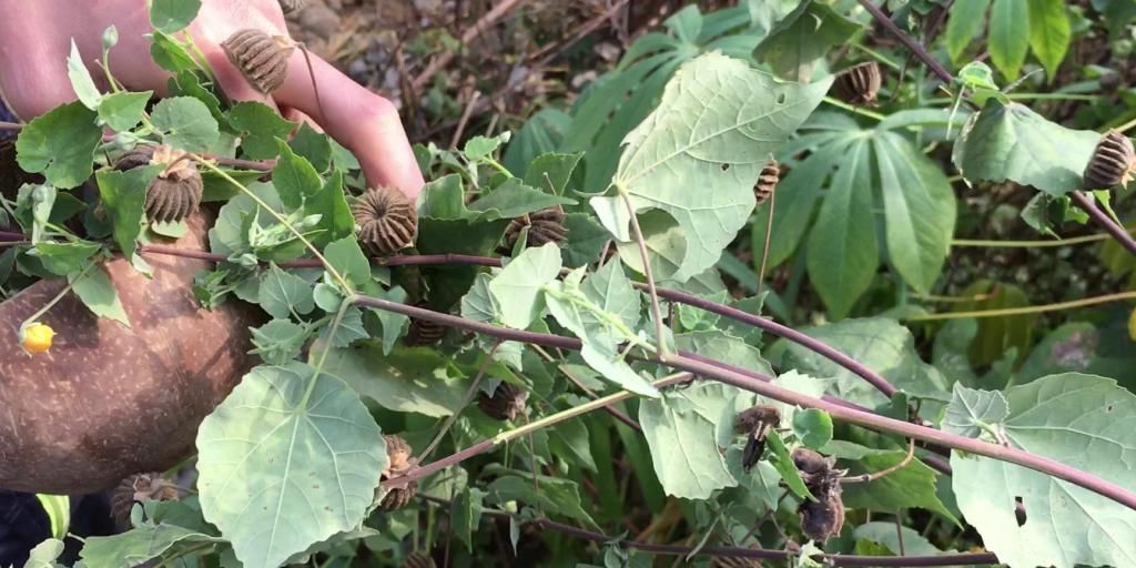 野草|农村小时候经常吃的野草,原来价值那么高,难怪农民很少会生病!