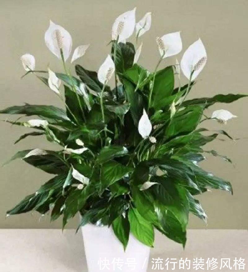 养花|养花这样施肥,事半功倍,啥花都长的倍棒!