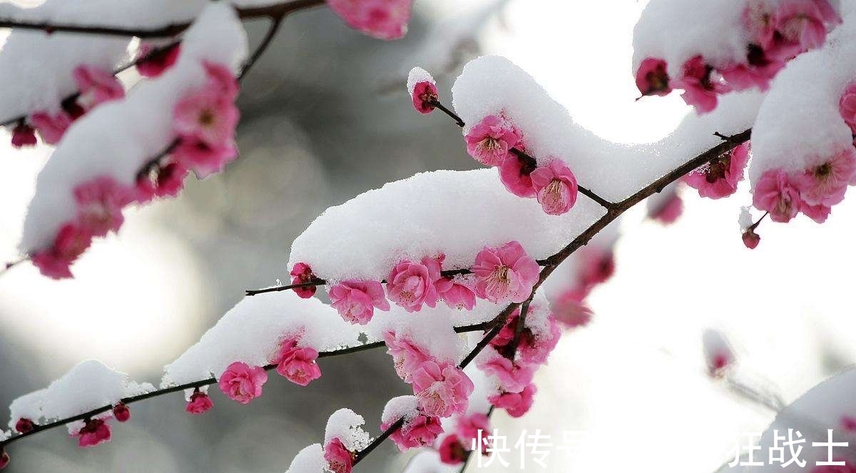 柳宗元@寒冬早梅诗四首,一树寒梅白玉条,疑是经冬雪未销