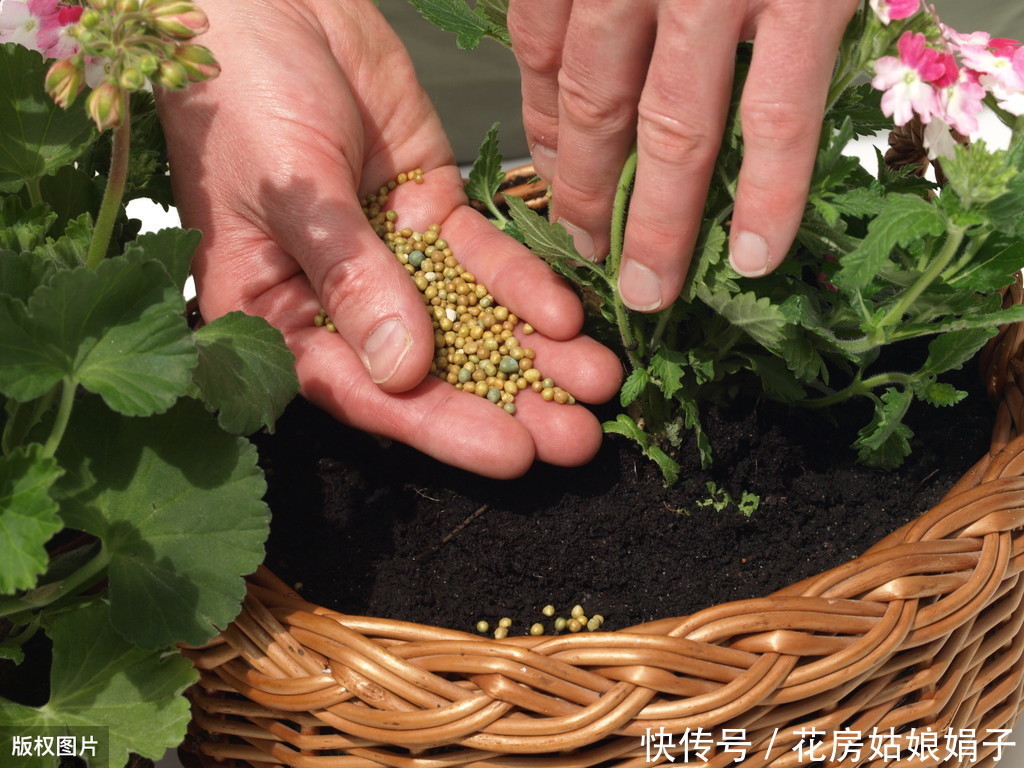 娟子|别乱给花乱施肥了,娟子给你支招,3个施肥技巧,比啥多管用