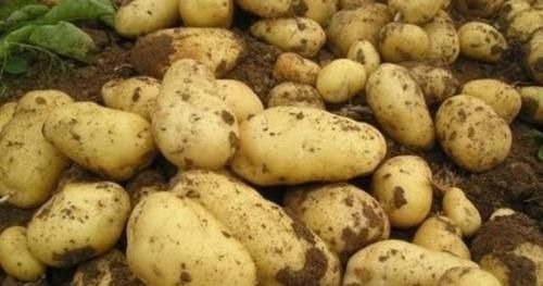 土豆|营养师吃土豆不能放此物,吃了就是没病找病,自己找罪受