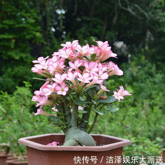 沙漠玫瑰|养沙漠玫瑰，有4个技巧，枝干饱满，花繁叶茂，开花一年比一年多
