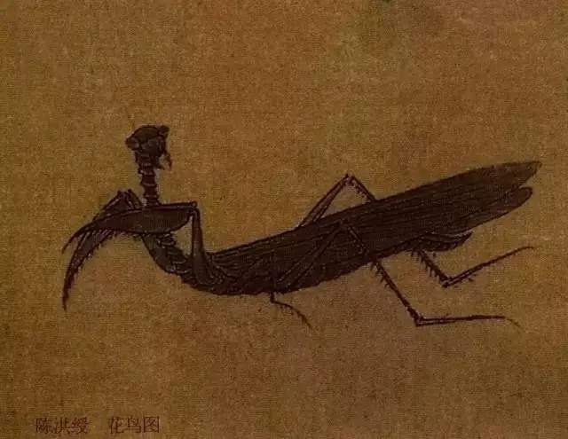蝈蝈$国画技法图典——草虫篇:蝗虫 蚂蚱 蝈蝈 螽斯 螳螂 蟋蟀