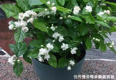 最厉害的养花营养液给茉莉花喝一勺,叶子翠绿,一盆开花100朵
