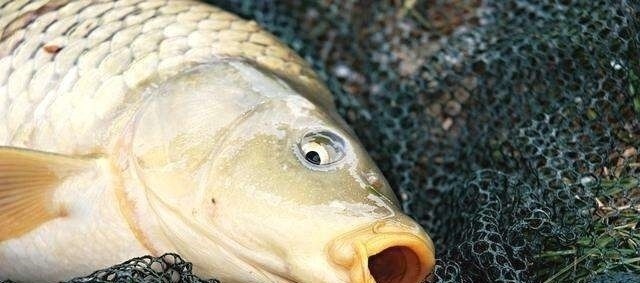 钓鱼二十年,现在才知鲤鱼逃跑“套路”,莫忽视,再不知情就亏了