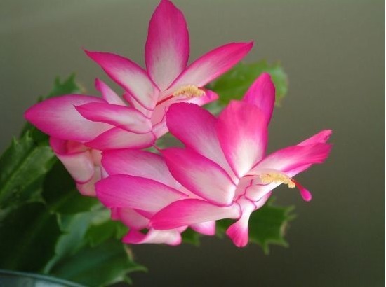 养这些花朵易成活,随便一扦插,一盆繁殖多盆,花色艳丽