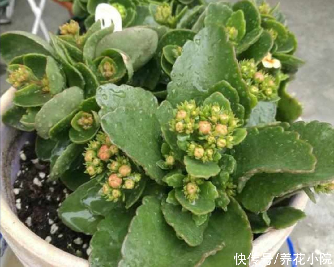 长寿花开完花，给它“剪一剪”，用上1种肥，再次长出花苞来