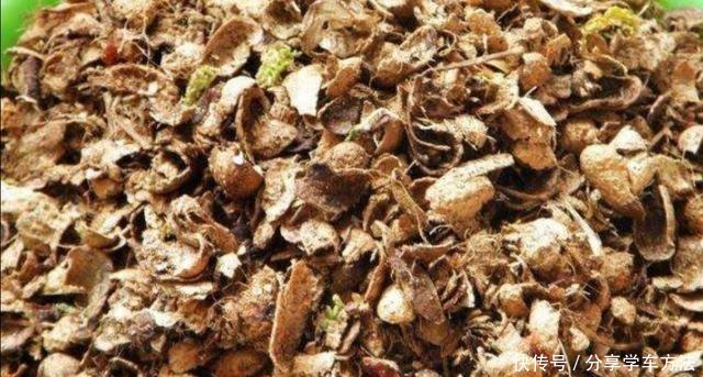 君子兰叶子长得好看,花盆里加2种“材料”,肥力充足!