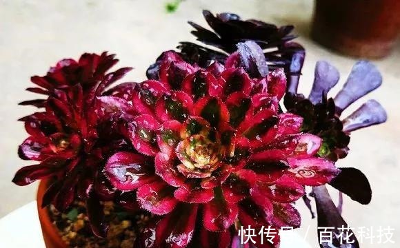 要点|60种多肉图鉴及养护要点，1分钟学会，超全超实用！