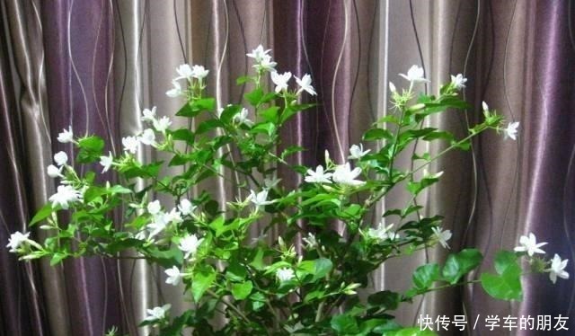 户外挖“2种土”养花，君子兰长得像“大白菜”，茉莉花“爆盆”！