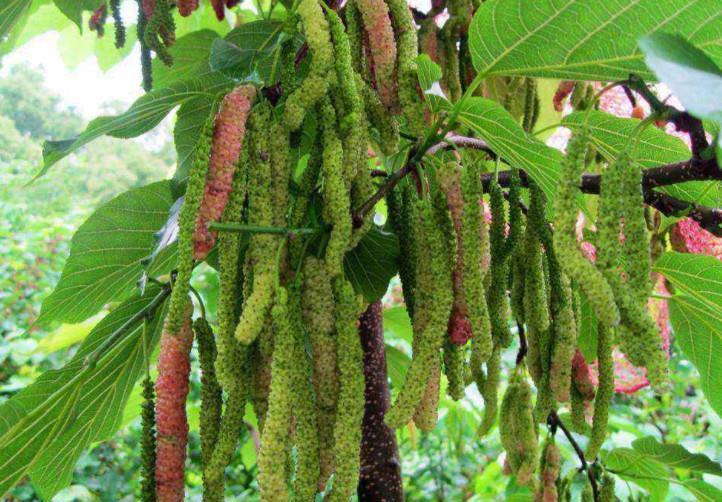 农村|树上长着一种像“毛毛虫”的果子,营养价值高,却很少有人认识