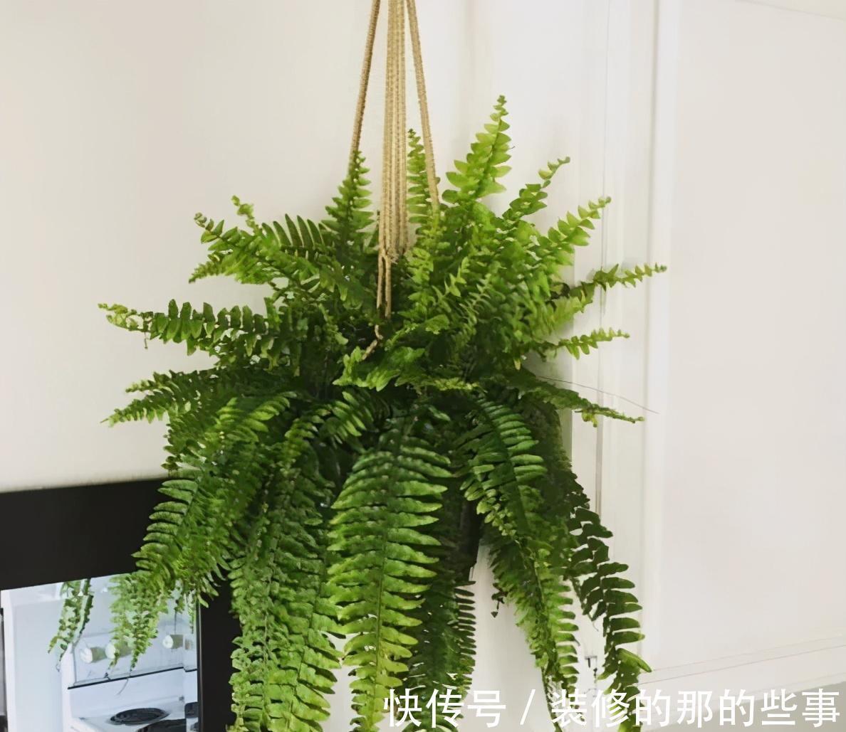 霸王蕨|你在养花，其实花也在养你，5种花养家里，比空气净化器还好用