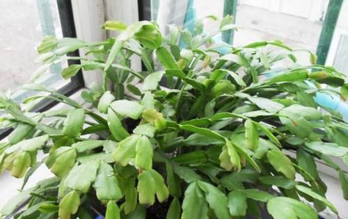 浇灌|养花：用这些“神奇水”浇灌，盆栽开花变多、叶片绿如冒油