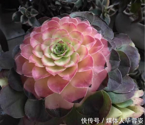 9种多肉,贵且难养,怕晒怕淋爱秃长,买了多半成鸡肋