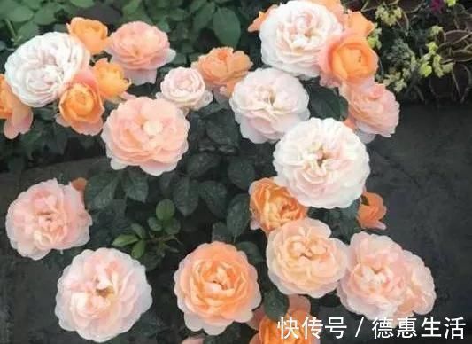 这16种花冬天越浇越死，3个月不管，反而长高个