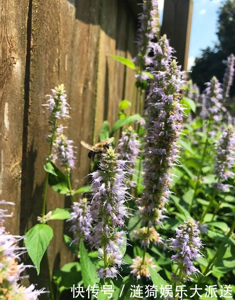 猪笼草|7种花插土里,立马长满院子,蚊虫不敢靠近!