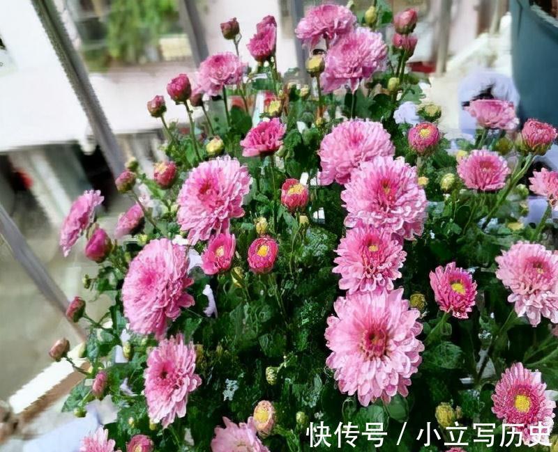 天冷了，15种漂亮花喜欢“大太阳”，多晒长得壮，花更多