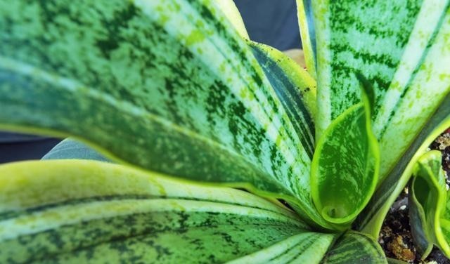 伤根|室内养虎皮兰,最怕这3种要命水,很容易伤根养死了