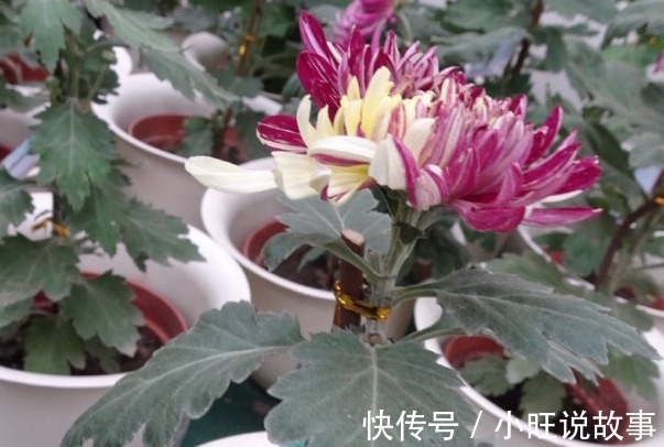 新手养花,不如养盆花中精品“大乔”,花艳绝伦,绝色双乔