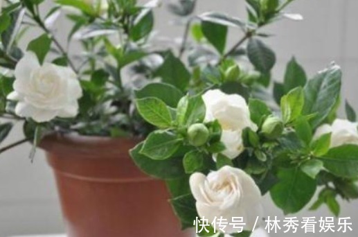 爆盆|栀子花、茶花不会养教你一招,轻松养“爆盆”,看完秒懂