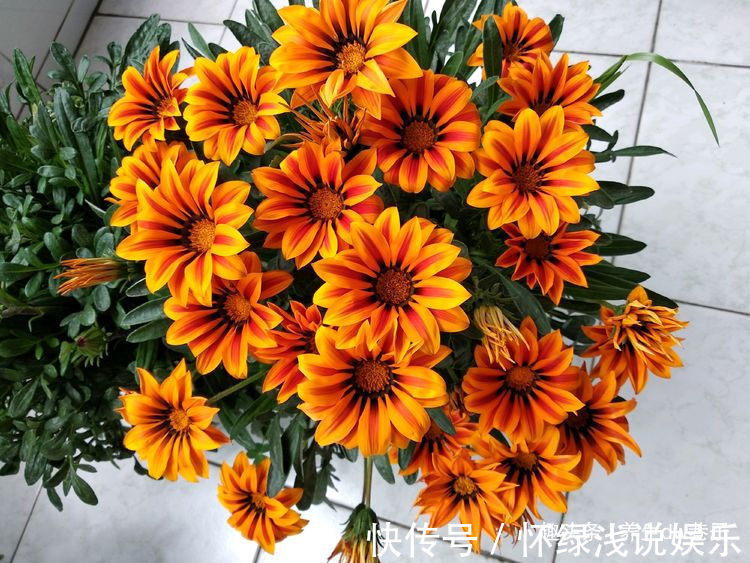 喜欢玫瑰，就养盆“高档玫瑰”假日公主，花开金光四射，高雅纯洁