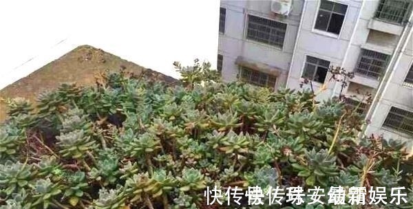 宝石花|这里的多肉不要钱,长在房顶瓦缝里,还是漂亮大老桩