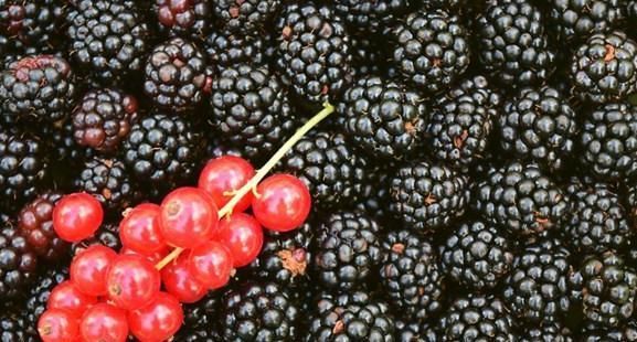 抗衰老、补气血，给中年人推荐4种食物，抗衰健脑，身体越来越好