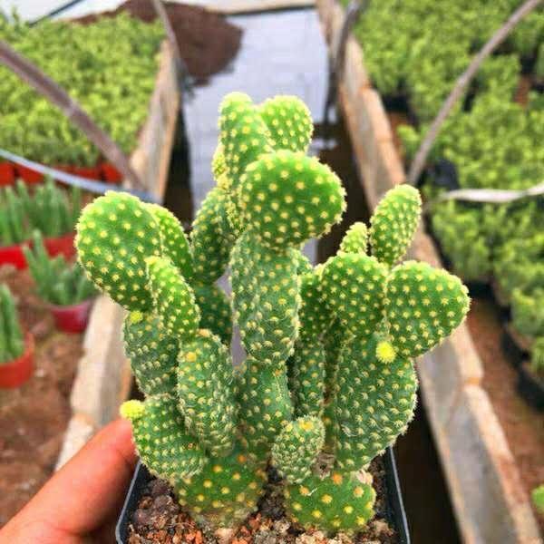 4种常见花卉，不爱喝水，想养好就得“旱”，越旱长得越旺