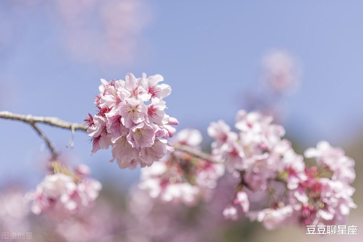 3月底，樱花浪漫，相思入骨，邂逅旧爱，破镜重圆，从此共赴余生