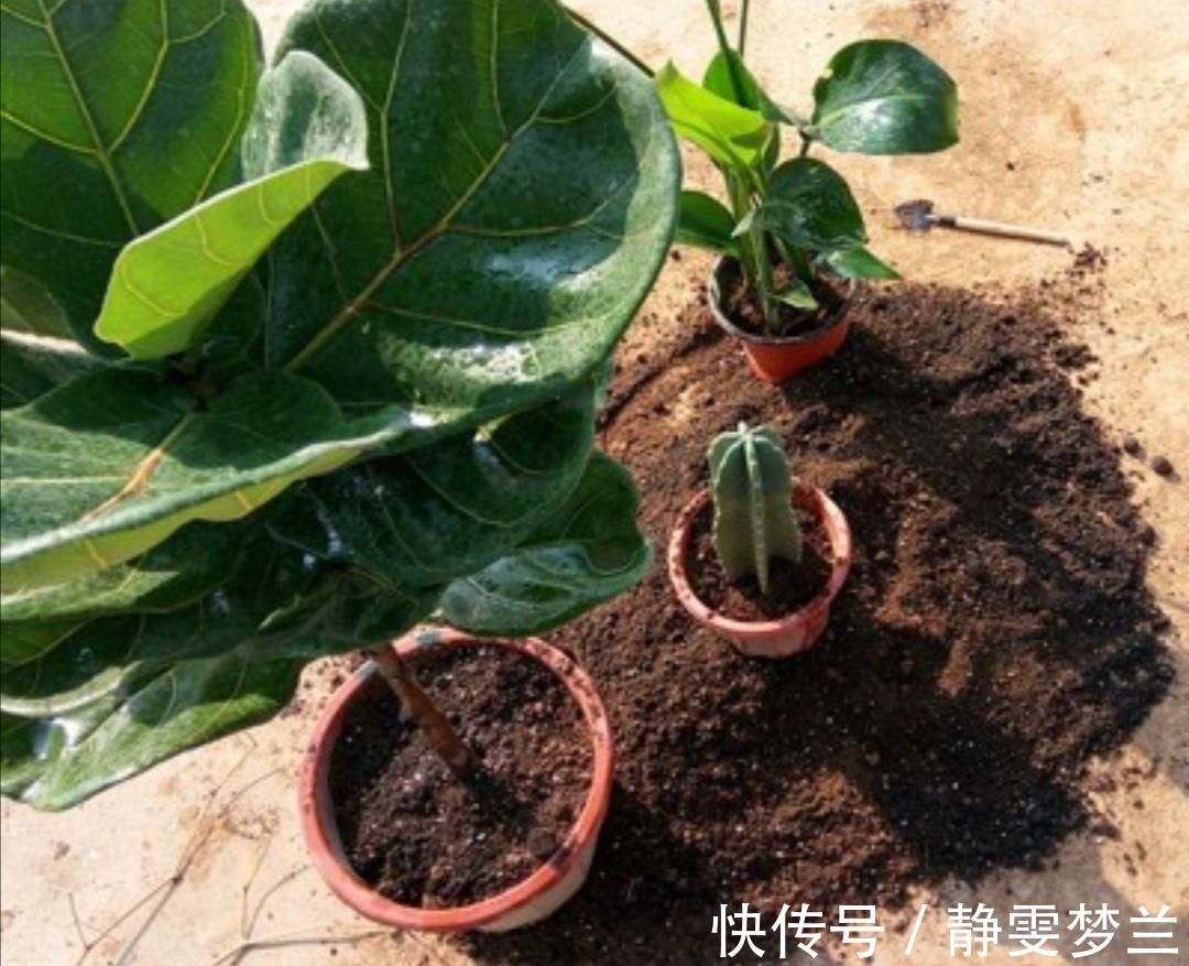 养分|旧花土不要扔,简单处理,掺上几种料,又成很好的“营养土”