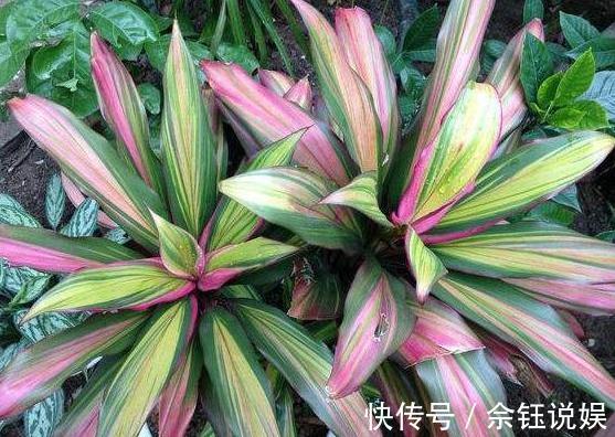 朱蕉朱蕉|家里吸烟的人太多不怕,室内盆栽上它,二手烟不再是健康克星