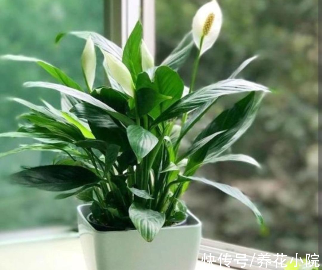 6种花怕晒太阳,别放阳台养,不然容易黄叶枯萎,难养好