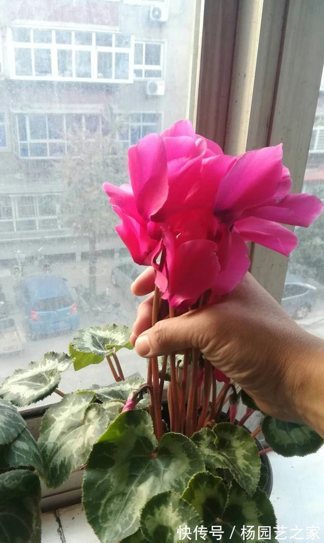 缓解|仙客来晒太阳容易倒伏，莫急，给它戴个帽子能缓解