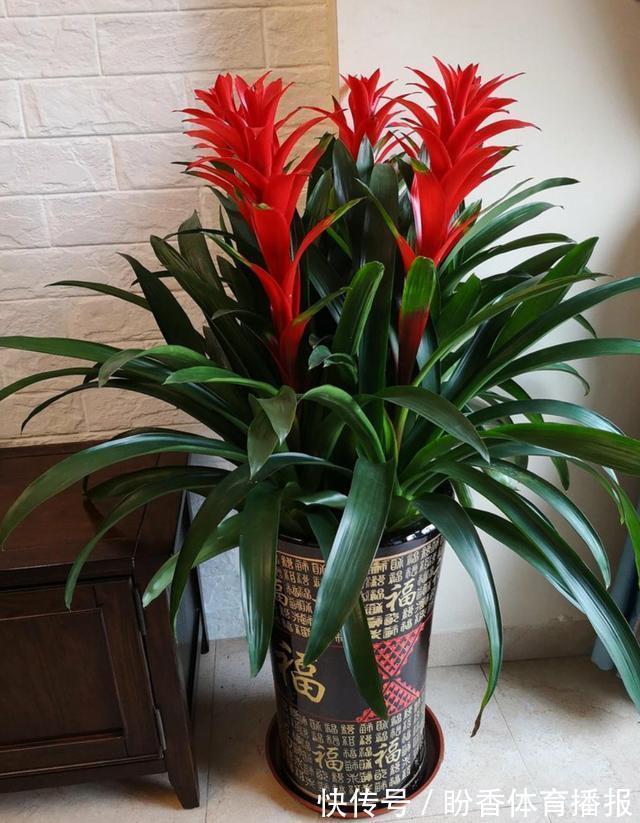 客厅|6种“转运花”,最合适养客厅,漂亮大气,富贵又吉利
