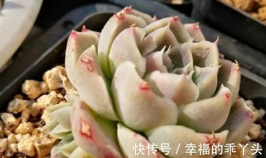 每周认识一种多肉,撒哈拉