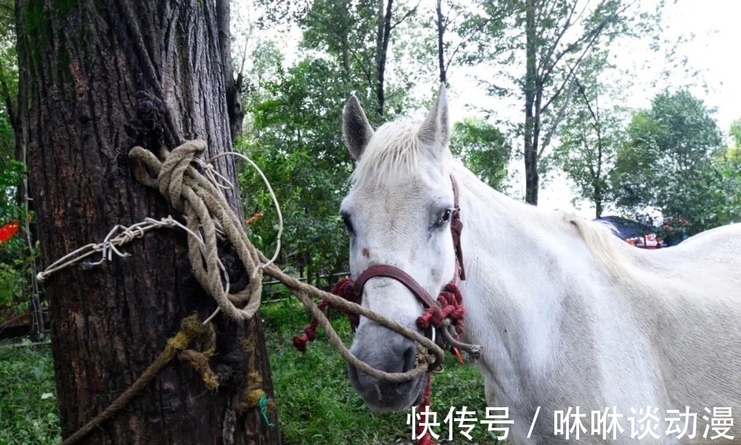 牌坊|行走的风景——昭化古城