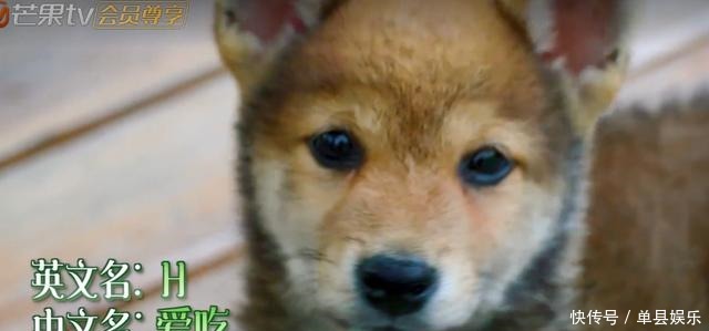 陈赫|《向往的生活》小H开发布会,细数蘑菇屋的小可爱,你还记得几个