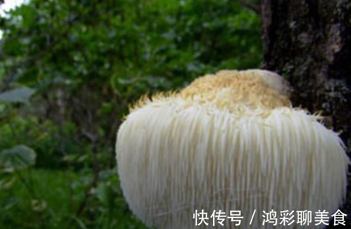白松露菌|农村大山里藏着的“稀罕”宝贝尤其最后一种，价值10万一斤！