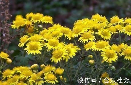 肺部|肺部“清道夫”找到了,没事喝两口,赶走肺毒,肺越来越健康