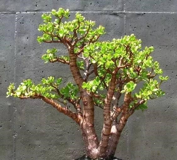 马齿笕树养5年,变成老桩盆景很值钱,做5步就实现