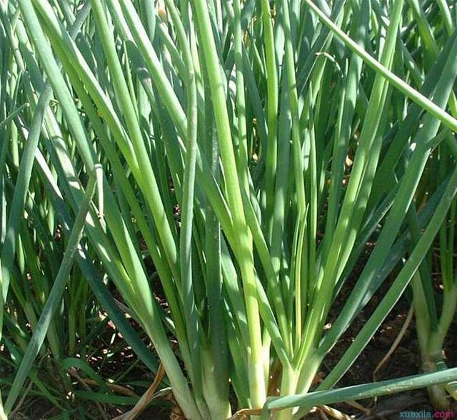 肠胃疾病|一根葱等于十分钟,吃葱的功效原来是如此那么明显