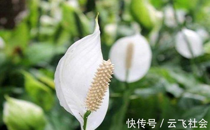 鹅掌柴|4种花适合养家里，好养漂亮，清新养眼，越来越多人在养