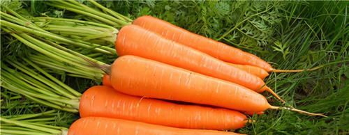 可惜|最便宜的抗癌蔬菜,排毒养颜,抗癌降三高,可惜吃的人不多