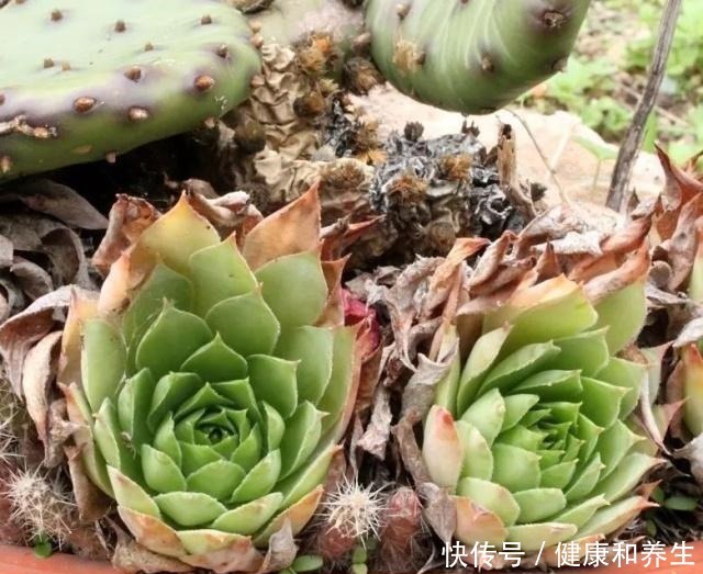 让买来的观音莲盆栽不断萌发侧芽,快速长满一大盆!