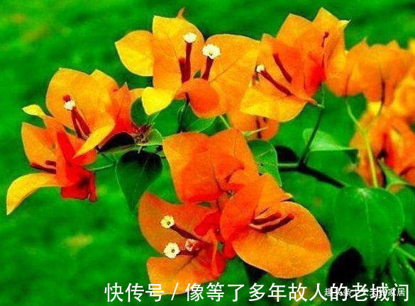 喜欢三角梅,不如养盆“精品”柠檬黄三角梅,金光灿灿,开花爆盆