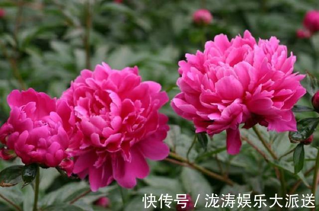 芍药花|芍药花，花大色艳、雍容华贵！掌握催花技巧，花开一整年