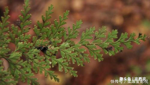 清熱解毒|老人眼中的“萬能解毒草”，外表不出眾，常被當柴燒，值得珍惜