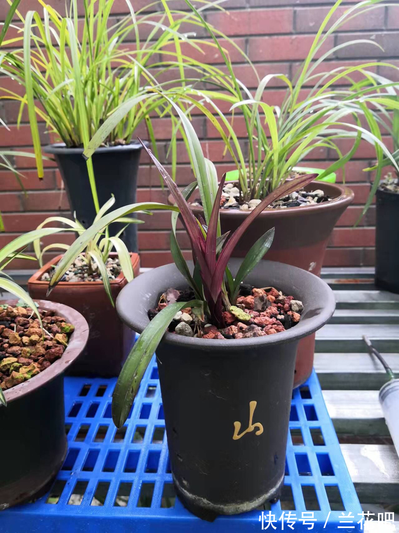 我找到了兰花植料的感觉，不同情况，不同的配方